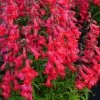 Roots Plants Penstemon 'Quartz Red' | 3L Pot Perennials