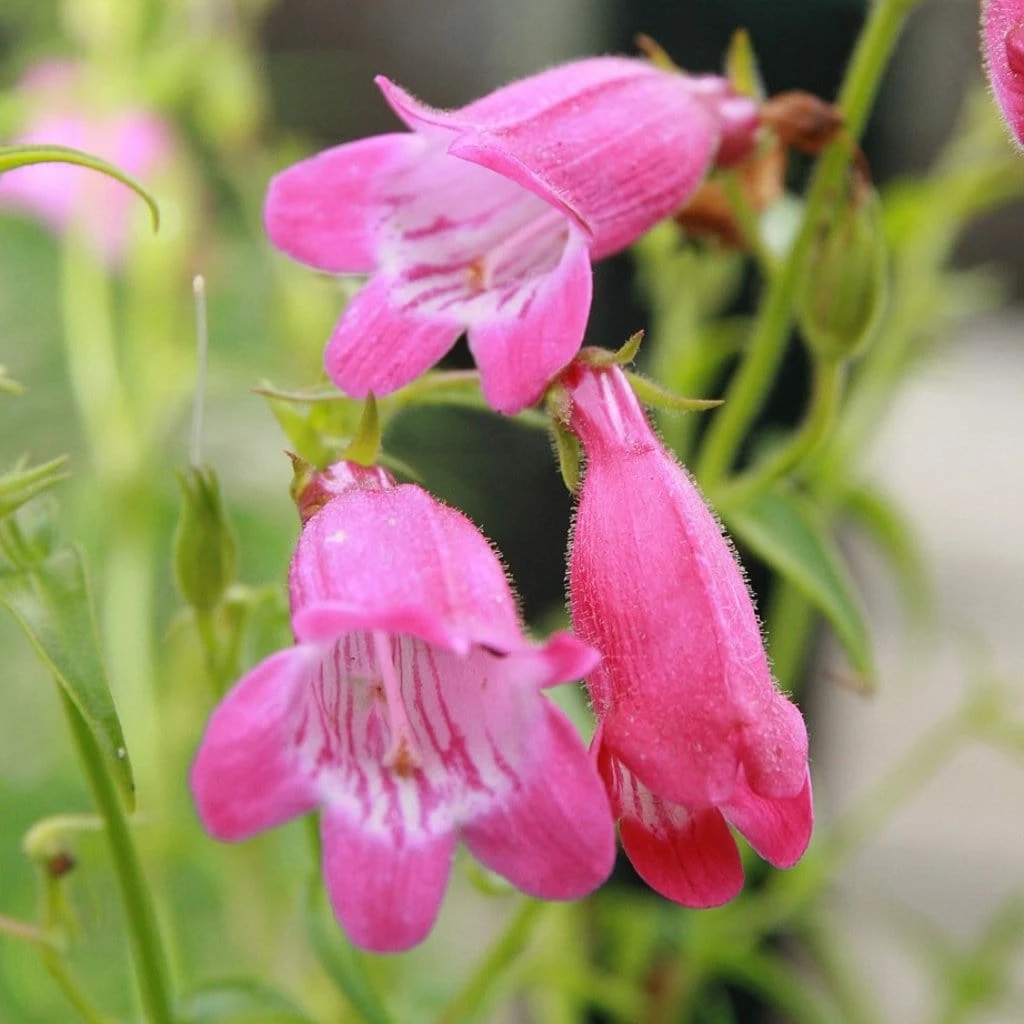 Roots Plants Perennials Penstemon 'Quartz Rose' | 3L Pot 4 Roots Plants Perennials Penstemon 'Quartz Rose' | 3L Pot