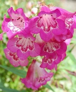 Roots Plants Perennials Penstemon 'Quartz Rose' | 3L Pot