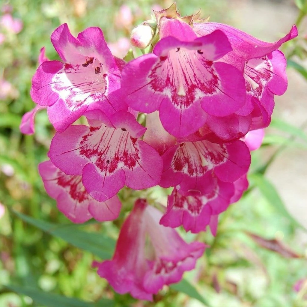 Roots Plants Perennials Penstemon 'Quartz Rose' | 3L Pot 3 Roots Plants Perennials Penstemon 'Quartz Rose' | 3L Pot