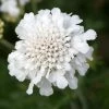 Roots Plants Scabiosa 'Flutter Pure White' | 3L Pot 2 Roots Plants Scabiosa 'Flutter Pure White' | 3L Pot