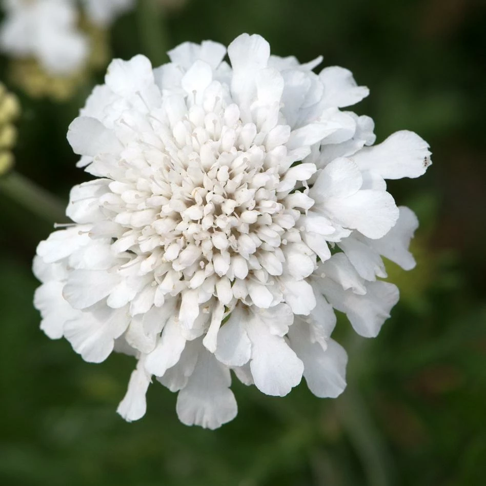 Roots Plants Scabiosa 'Flutter Pure White' | 3L Pot 3 Roots Plants Scabiosa 'Flutter Pure White' | 3L Pot
