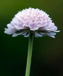 Roots Plants Scabiosa 'Flutter Pure White' | 3L Pot