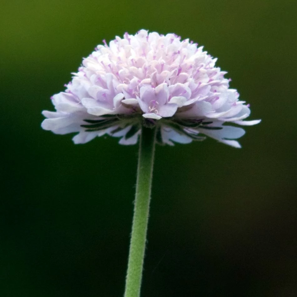 Roots Plants Scabiosa 'Flutter Pure White' | 3L Pot 4 Roots Plants Scabiosa 'Flutter Pure White' | 3L Pot