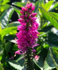 Roots Plants Fuchsias Veronica 'Ronica Fuchsia' | 3L Pot