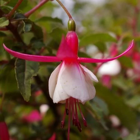 Roots Plants Hardy Fuchsia 'Alice Hoffman' | 3L Pot 5 Roots Plants Hardy Fuchsia 'Alice Hoffman' | 3L Pot