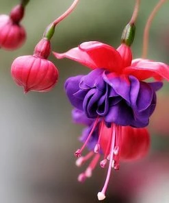 Roots Plants Hardy Fuchsia 'Dollar Princess' | 3L Pot