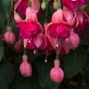 Roots Plants Hardy Fuchsia 'Garden News' | 3L Pot