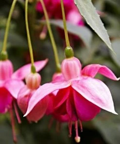 Roots Plants Hardy Fuchsia 'Garden News' | 3L Pot