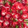 Roots Plants Perennials Penstemon 'Phoenix Red' | 3L Pot