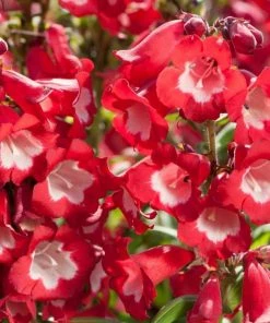 Roots Plants Perennials Penstemon 'Phoenix Red' | 3L Pot