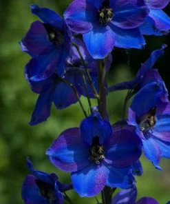 Roots Plants Perennials Delphinium 'Dark Blue Black Bee'