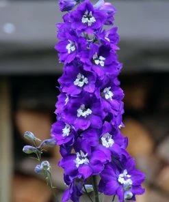Roots Plants Perennials Delphinium 'Dark Blue White Bee'