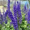 Roots Plants Perennials Delphinium 'Dark Blue White Bee' 1 Roots Plants Perennials Delphinium 'Dark Blue White Bee'