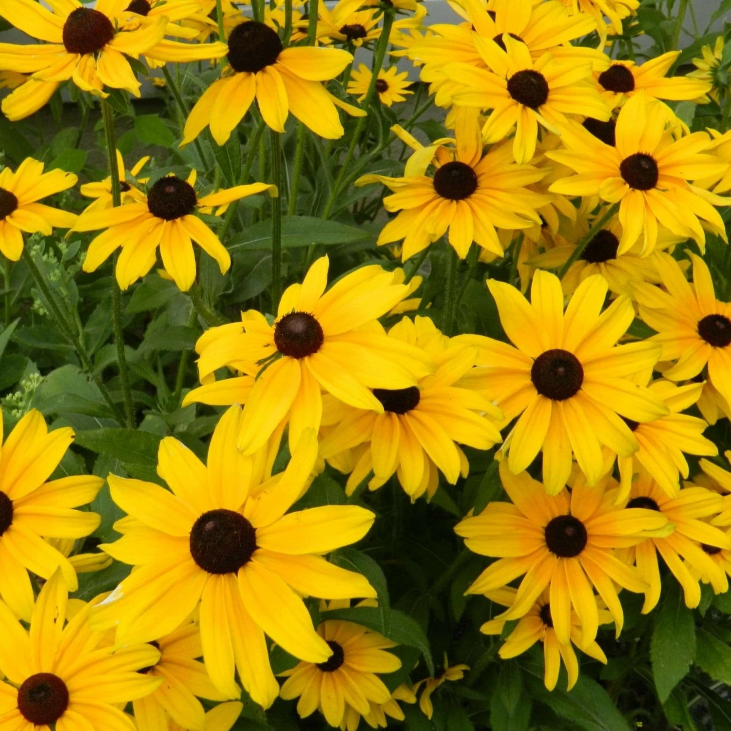 Roots Plants Perennials Rudbeckia Sunbeckia Maya | 5L Pot 3 Roots Plants Perennials Rudbeckia Sunbeckia Maya | 5L Pot