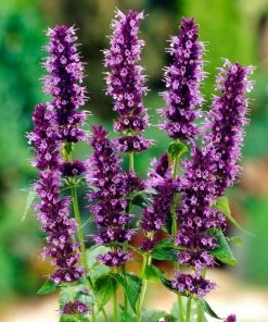 Roots Plants Perennials Agastache'Little Adder'