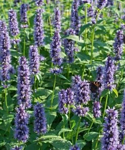 Roots Plants Perennials Agastache 'Little Adder'