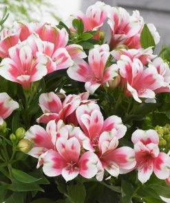 Roots Plants Alstroemeria 'Inticancha Maya' Perennials