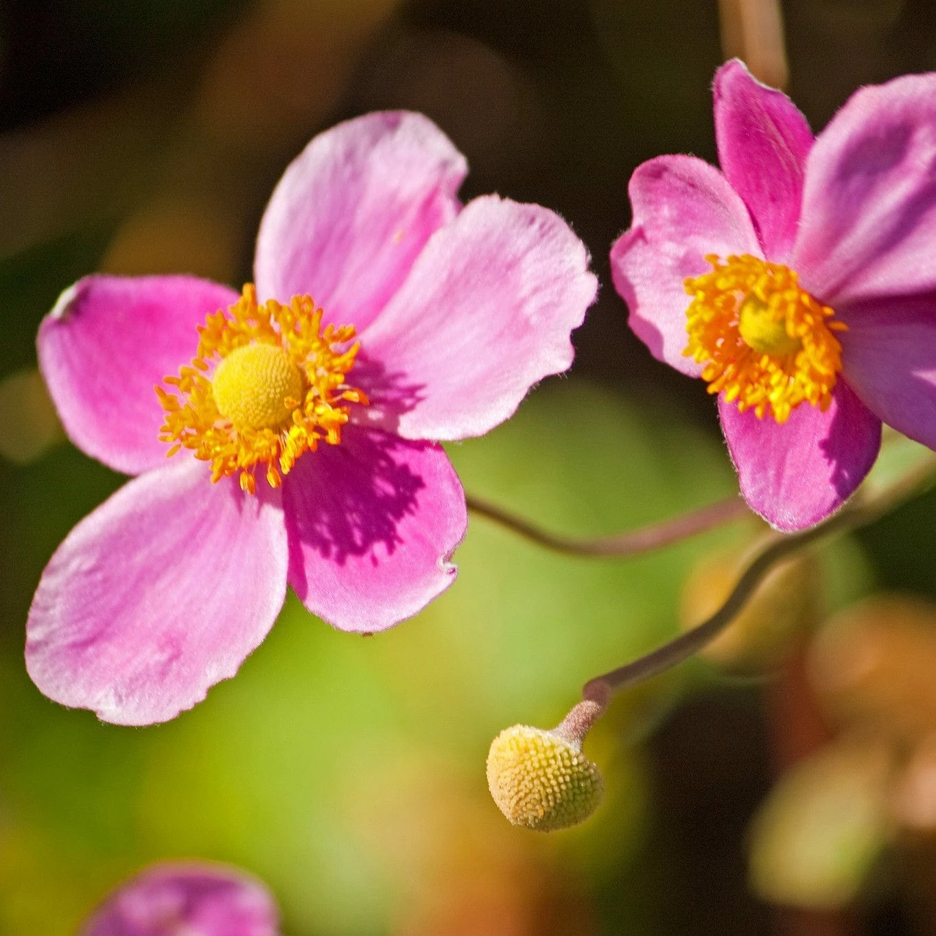 Roots Plants Perennials Anemone 'Lady Diana' 4 Roots Plants Perennials Anemone 'Lady Diana'