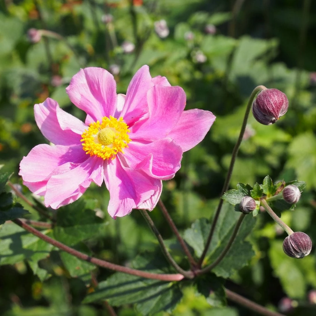Roots Plants Perennials Anemone 'Lady Diana' 3 Roots Plants Perennials Anemone 'Lady Diana'