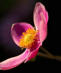 Roots Plants Perennials Anemone 'Lady Diana' 8 Roots Plants Perennials Anemone 'Lady Diana'