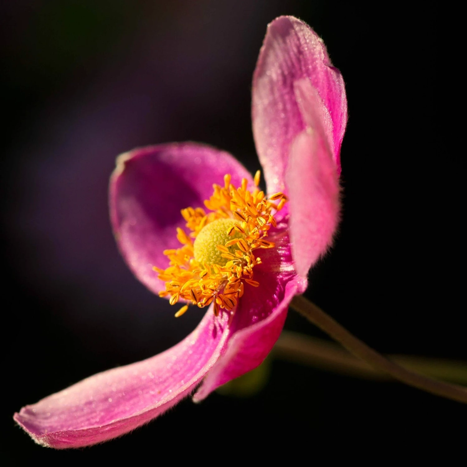 Roots Plants Perennials Anemone 'Lady Diana' 5 Roots Plants Perennials Anemone 'Lady Diana'