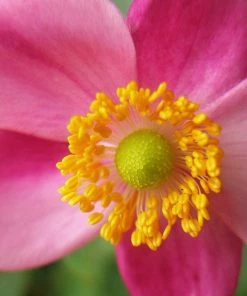 Roots Plants Perennials Anemone 'Lady Diana' 9 Roots Plants Perennials Anemone 'Lady Diana'