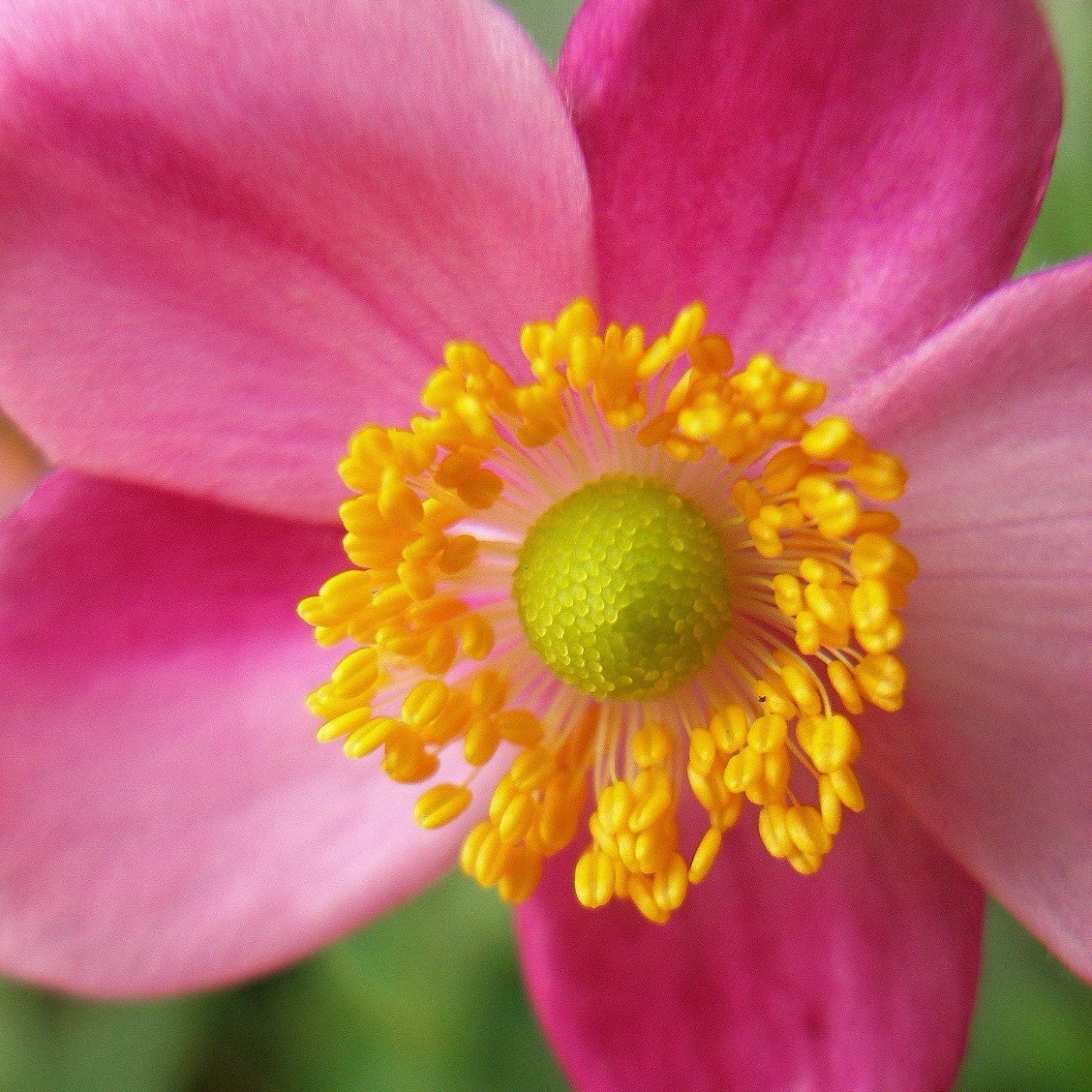 Roots Plants Perennials Anemone 'Lady Diana' 6 Roots Plants Perennials Anemone 'Lady Diana'