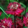 Roots Plants Astrantia 'Star Of Love' Perennials 1 Roots Plants Astrantia 'Star Of Love' Perennials