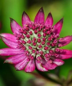 Roots Plants Astrantia 'Star Of Love' Perennials 8 Roots Plants Astrantia 'Star Of Love' Perennials