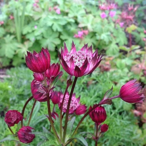 Roots Plants Astrantia 'Star Of Love' Perennials 6 Roots Plants Astrantia 'Star Of Love' Perennials