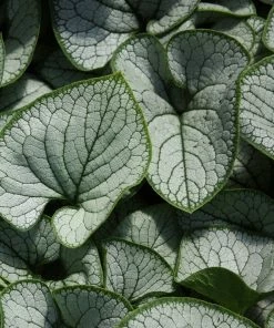 Roots Plants Brunnera 'Sterling Silver'