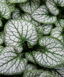 Roots Plants Brunnera 'Sterling Silver'