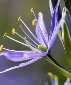 Roots Plants Perennials Camassia 'Caerulea'