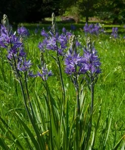 Roots Plants Perennials Camassia 'Caerulea' 8 Roots Plants Perennials Camassia 'Caerulea'