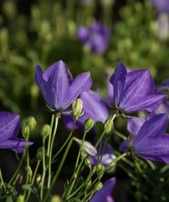 Roots Plants Campanula 'Pristar Deep Blue' Perennials