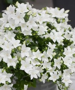 Roots Plants Campanula 'Pristar White' Perennials