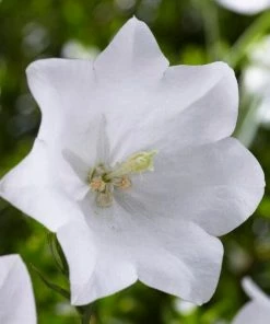 Roots Plants Campanula 'Pristar White' Perennials