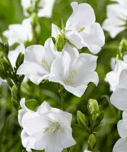 Roots Plants Campanula 'Pristar White' Perennials