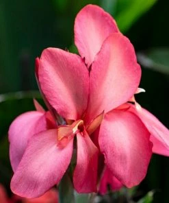 Roots Plants Canna 'Cannova Rose' Perennials