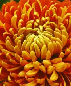 Roots Plants Shop 11 Roots Plants Perennials Chrysanthemum 'Allouise Orange'