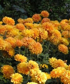Roots Plants Perennials Chrysanthemum 'Allouise Orange'
