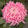 Roots Plants Chrysanthemum 'Allouise Pink' Perennials 2 Roots Plants Chrysanthemum 'Allouise Pink' Perennials