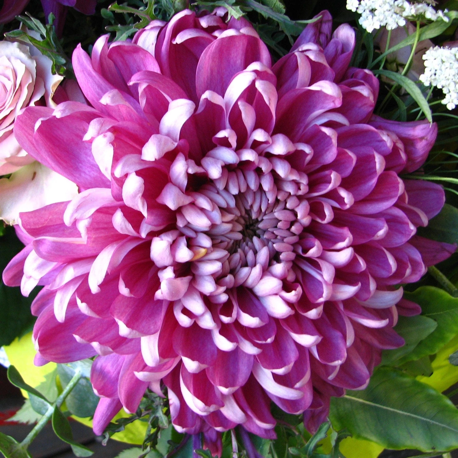 Roots Plants Chrysanthemum 'Allouise Pink' Perennials 5 Roots Plants Chrysanthemum 'Allouise Pink' Perennials