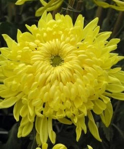 Roots Plants Shop 14 Roots Plants Chrysanthemum 'Allouise Yellow' Perennials
