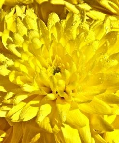 Roots Plants Chrysanthemum 'Allouise Yellow' Perennials