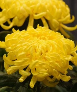 Roots Plants Chrysanthemum 'Allouise Yellow' Perennials