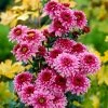 Roots Plants Perennials Chrysanthemum 'Beppie Purple'
