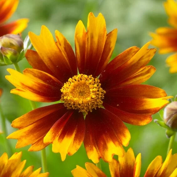 Roots Plants Perennials Coreopsis 'Li'l Bang Daybreak' 3 Roots Plants Perennials Coreopsis 'Li'l Bang Daybreak'