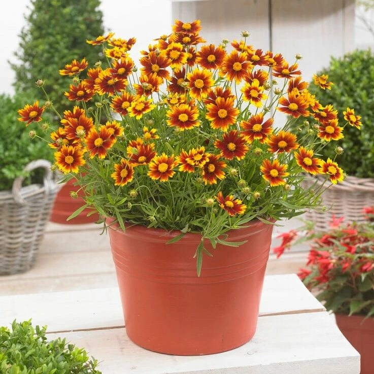 Roots Plants Perennials Coreopsis 'Li'l Bang Daybreak' 4 Roots Plants Perennials Coreopsis 'Li'l Bang Daybreak'